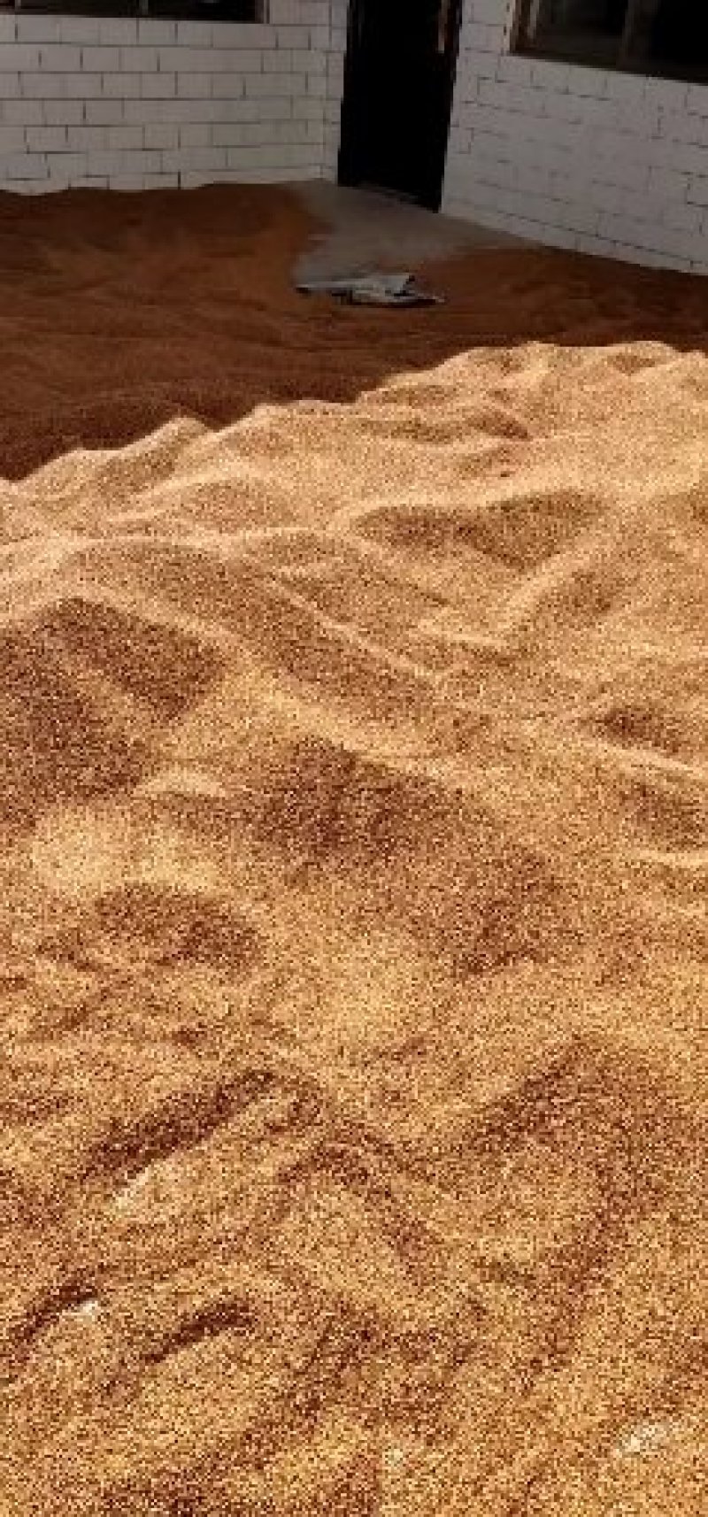 晋糯3号高粱山西临汾隰县一等糯高粱
