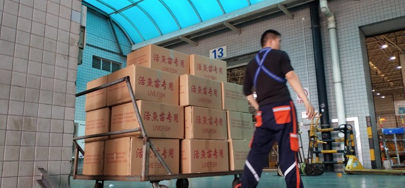 黄骨鱼苗黄颡鱼苗黄辣丁鱼苗渔场直供