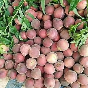 建水红宝石，又名红桃，价格11元，9元.7元，分等级规格