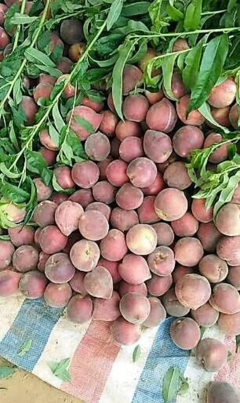 建水红宝石，又名红桃，价格11元，9元.7元，分等级规格