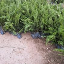 30-50高沙地柏土球无纺布沙地柏大量出售绿化苗木小苗