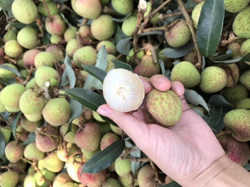 荔枝三月红荔枝早熟荔枝