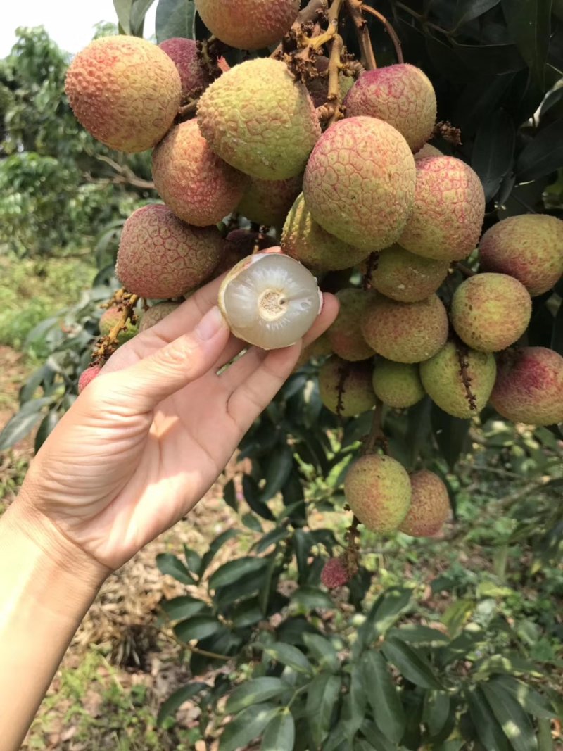 荔枝三月红荔枝早熟荔枝
