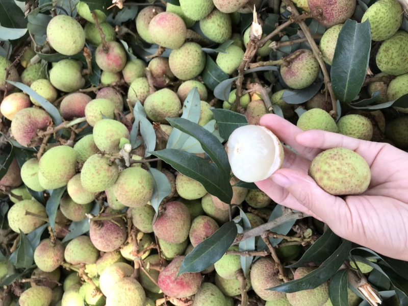 荔枝三月红荔枝早熟荔枝