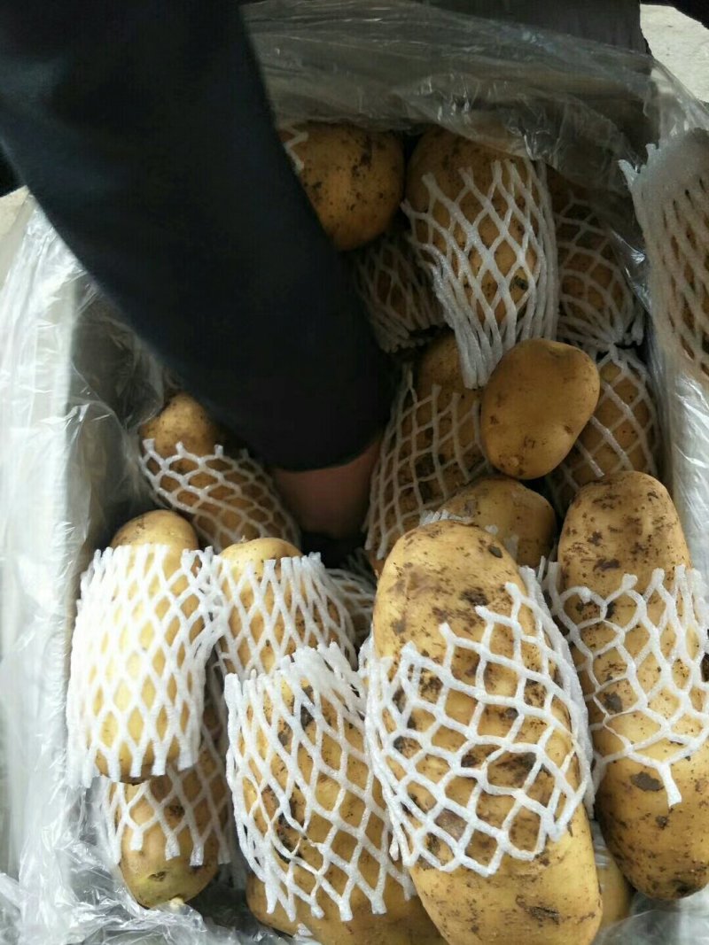 精品土豆内蒙微七，沃黄鑫土豆荷兰十五土豆一手货源