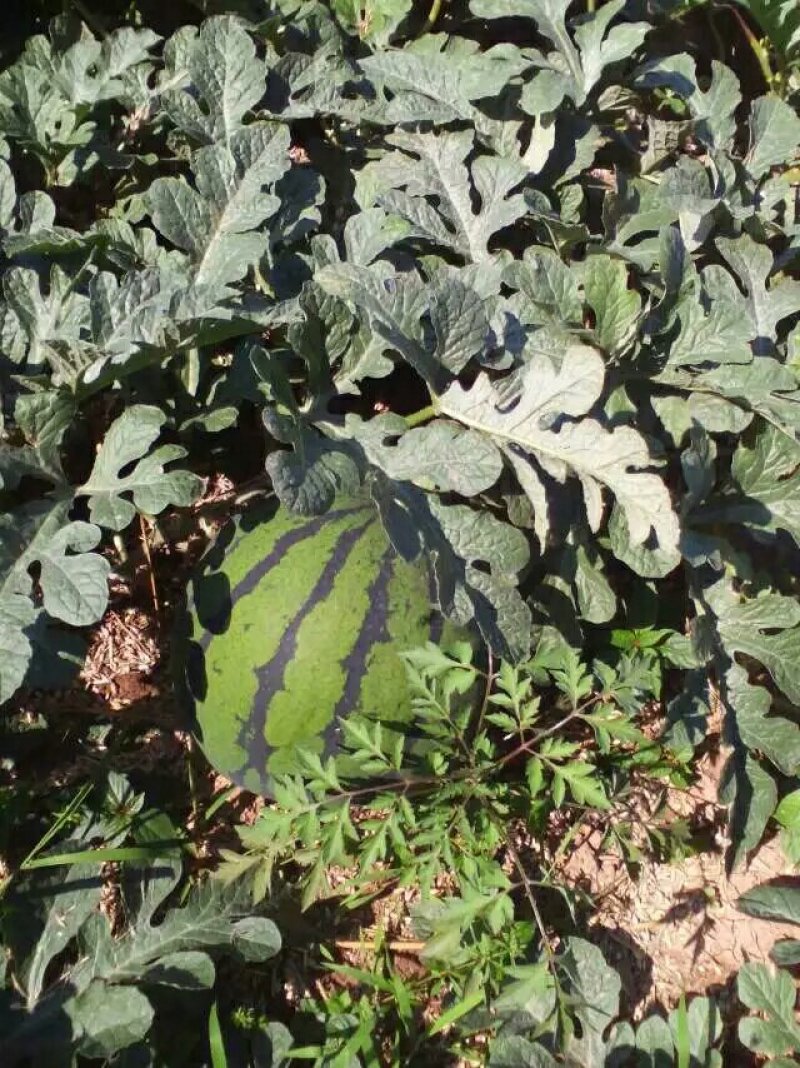 安徽砀山头茬大棚甜王大量上市，保熟保甜，产地直供