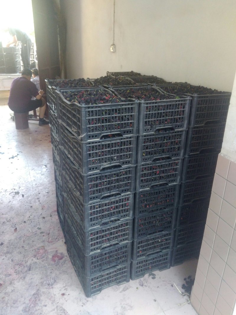桑果～优质桑果基地！欢迎食品厂！干果商！电商！药材客商订