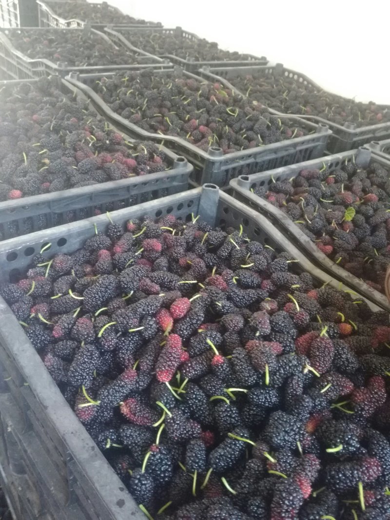桑果～优质桑果基地！欢迎食品厂！干果商！电商！药材客商订