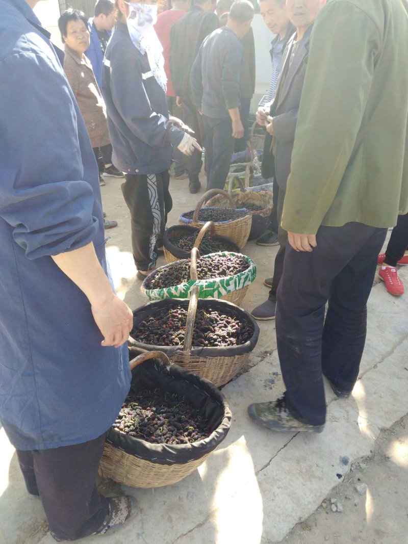 桑果～优质桑果基地！欢迎食品厂！干果商！电商！药材客商订