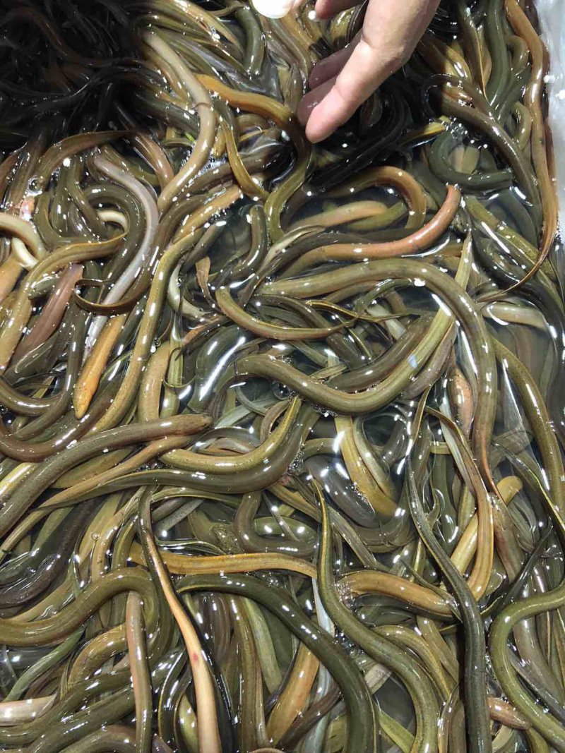 黄鳝苗正大9号人工养殖提供养殖技术可送货上门