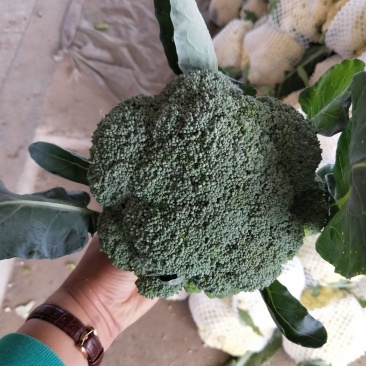 西蓝花大量上市颜色漂亮