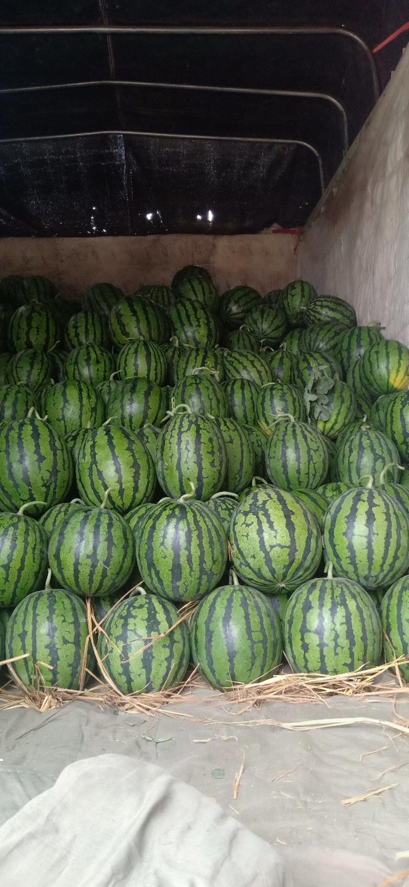 甜王西瓜，大棚种植产地直供，代发全国，一手货源，以质量求