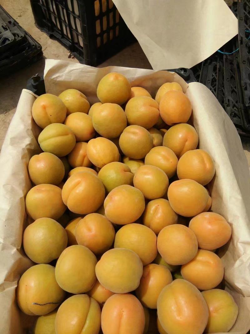 黄土高坡金太阳杏预定中，个大汁多味甜需要的联系