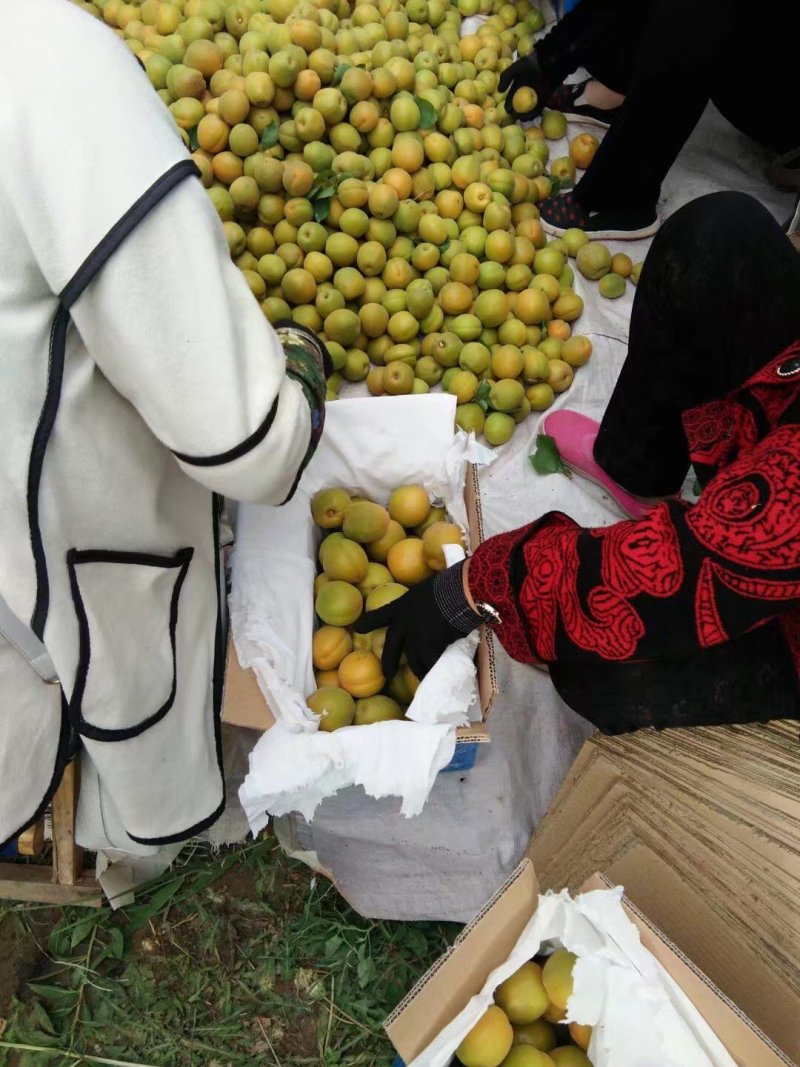 黄土高坡金太阳杏预定中，个大汁多味甜需要的联系