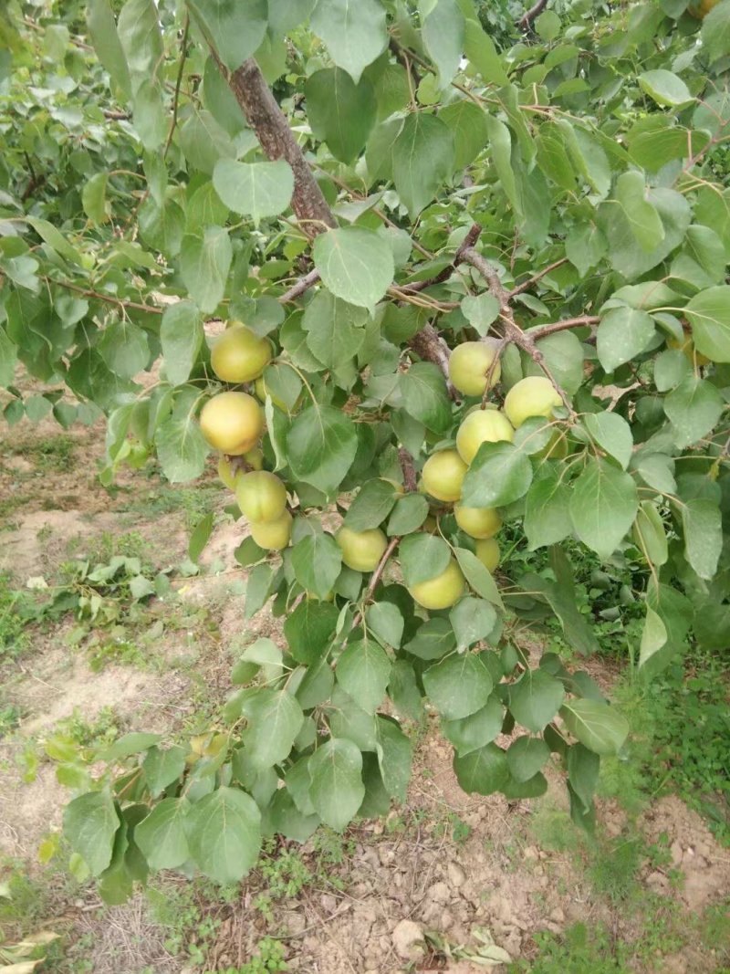 黄土高坡金太阳杏预定中，个大汁多味甜需要的联系