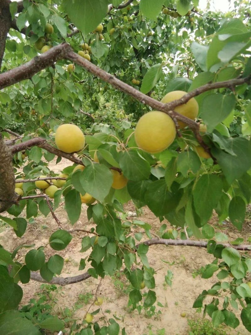 黄土高坡金太阳杏预定中，个大汁多味甜需要的联系