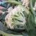 散花