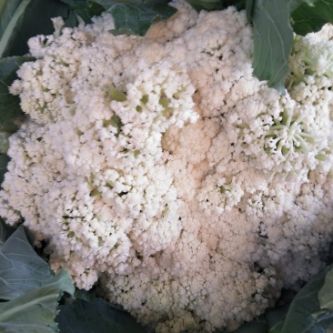 花菜春秋量大欢迎光临