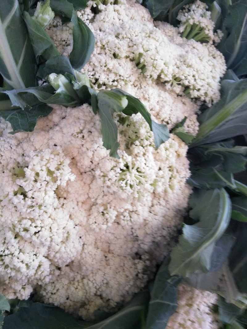 花菜春秋量大欢迎光临