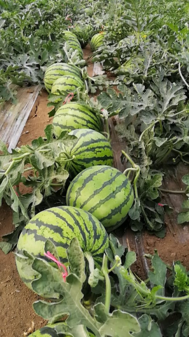 8424西瓜种植基地，7打底，8成熟