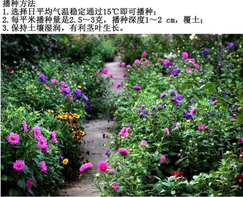 翠菊花种子绿化庭院种子四季播种优质种子