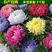 翠菊花种子绿化庭院种子四季播种优质种子