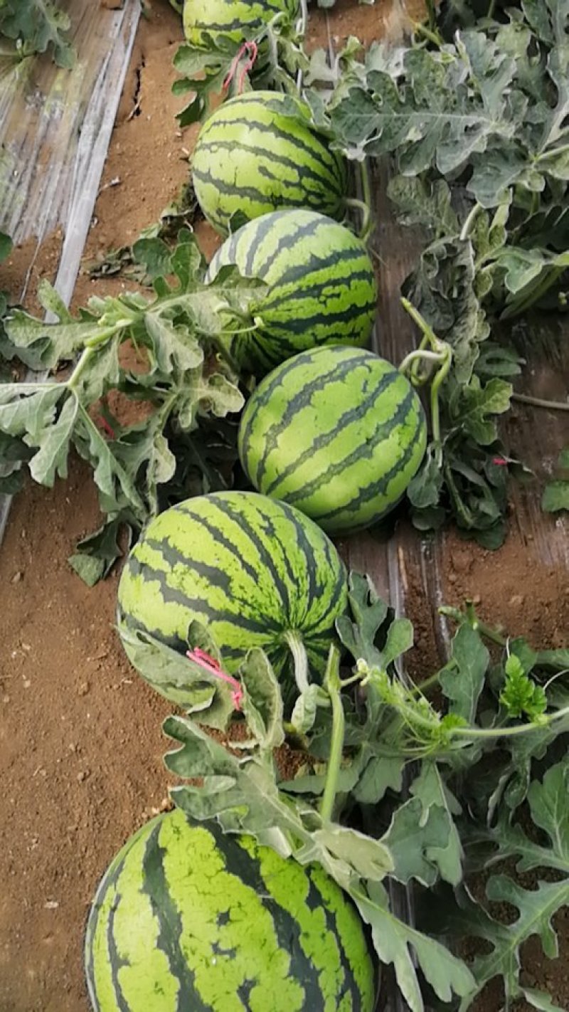 8424西瓜种植基地，7打底，8成熟