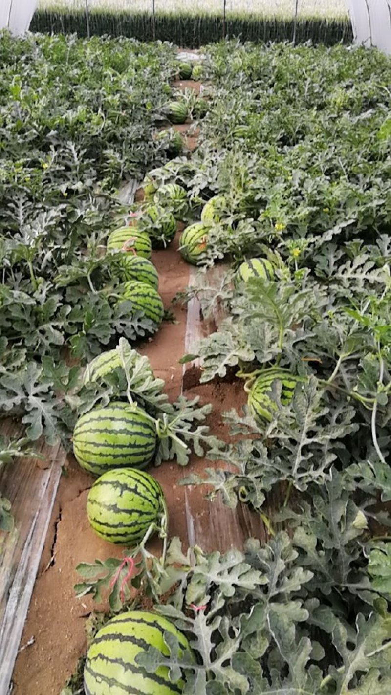 8424西瓜种植基地，7打底，8成熟