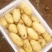 大量供应山东肥城荷兰土豆
