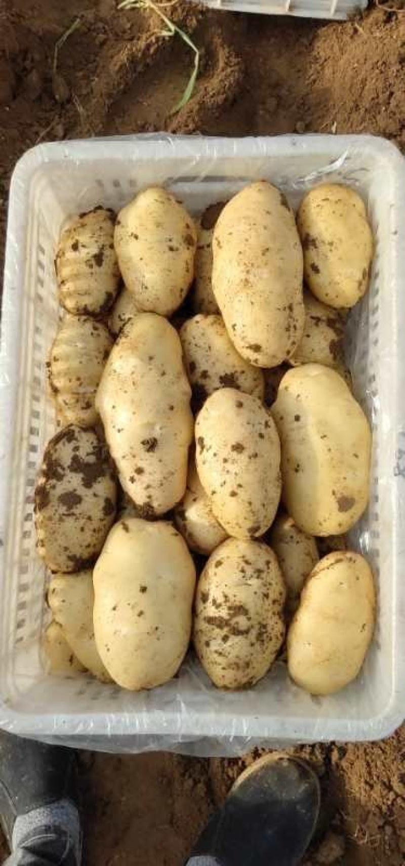 大量供应山东肥城荷兰土豆