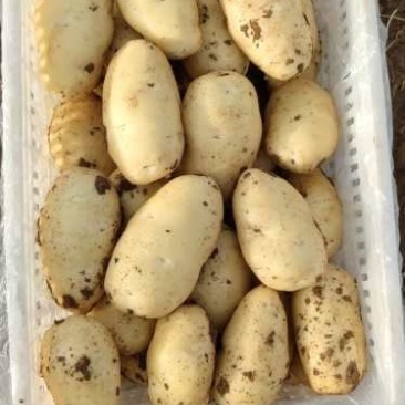 大量供应山东肥城荷兰土豆