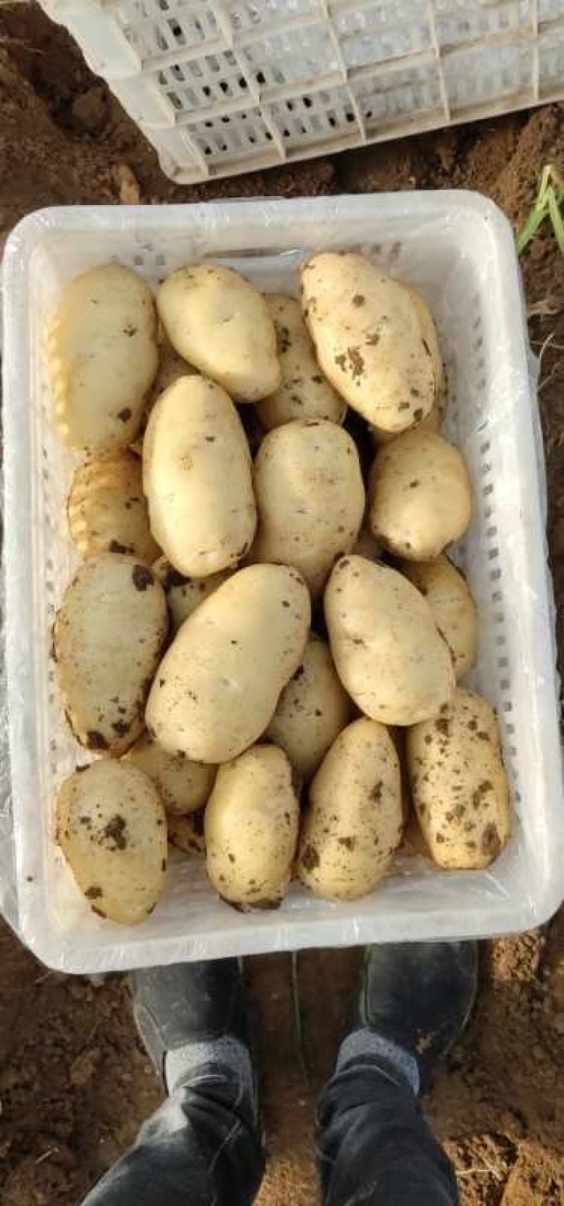 大量供应山东肥城荷兰土豆