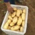 大量供应山东肥城荷兰土豆