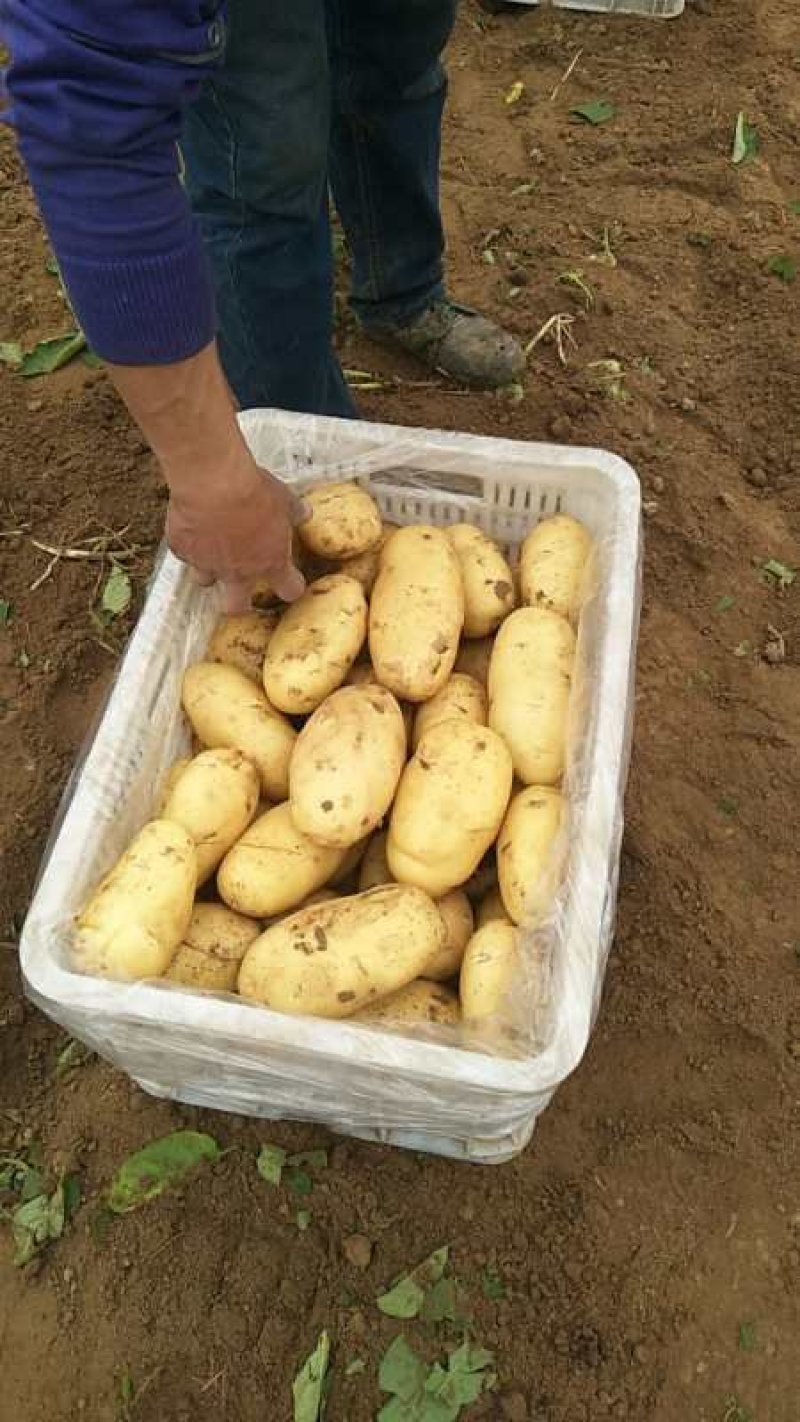大量供应山东肥城荷兰土豆