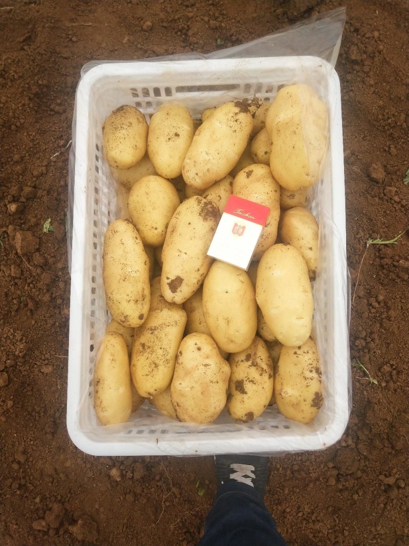 大量供应山东肥城荷兰土豆
