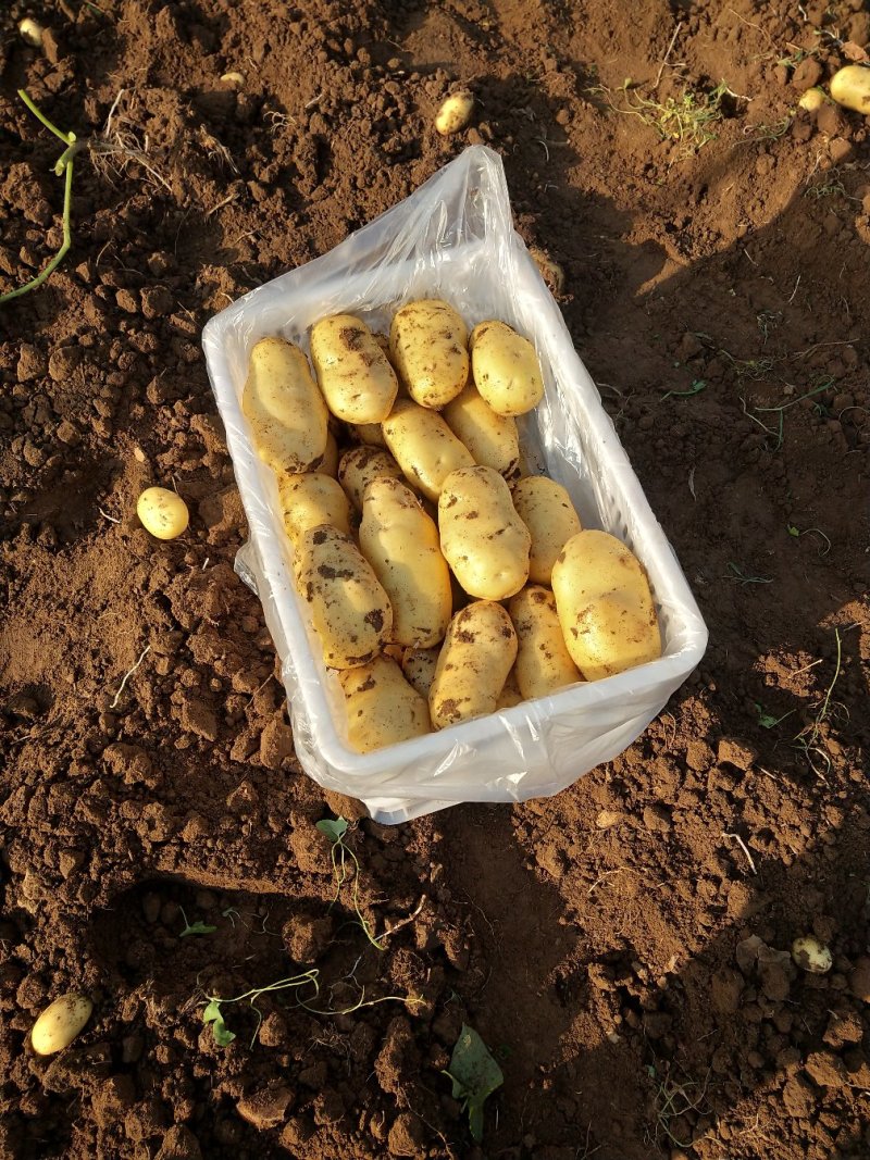 大量供应山东肥城荷兰土豆