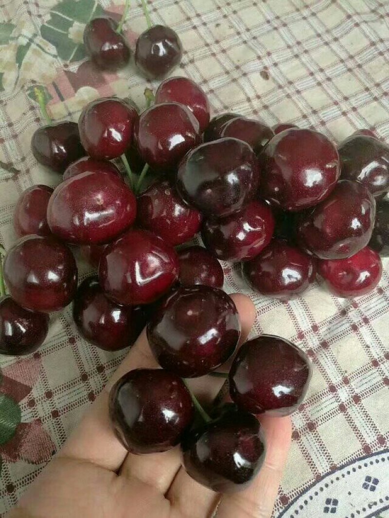 套袋车厘子大樱桃黑珍珠，欢迎各大平台商超批发老板来电洽谈
