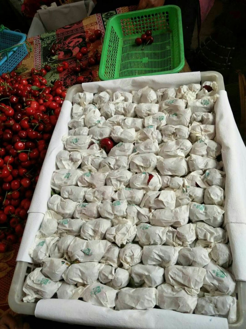 套袋车厘子大樱桃黑珍珠，欢迎各大平台商超批发老板来电洽谈