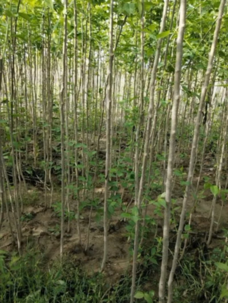 杜仲2-3公分杜仲米径3公分