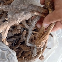 沙参，泡参