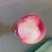 【毛桃】四川绵阳精品水蜜桃万亩水果基地