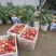 【毛桃】四川绵阳精品水蜜桃万亩水果基地
