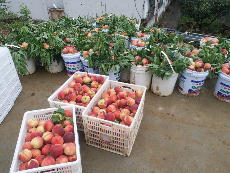 【毛桃】四川绵阳精品水蜜桃万亩水果基地