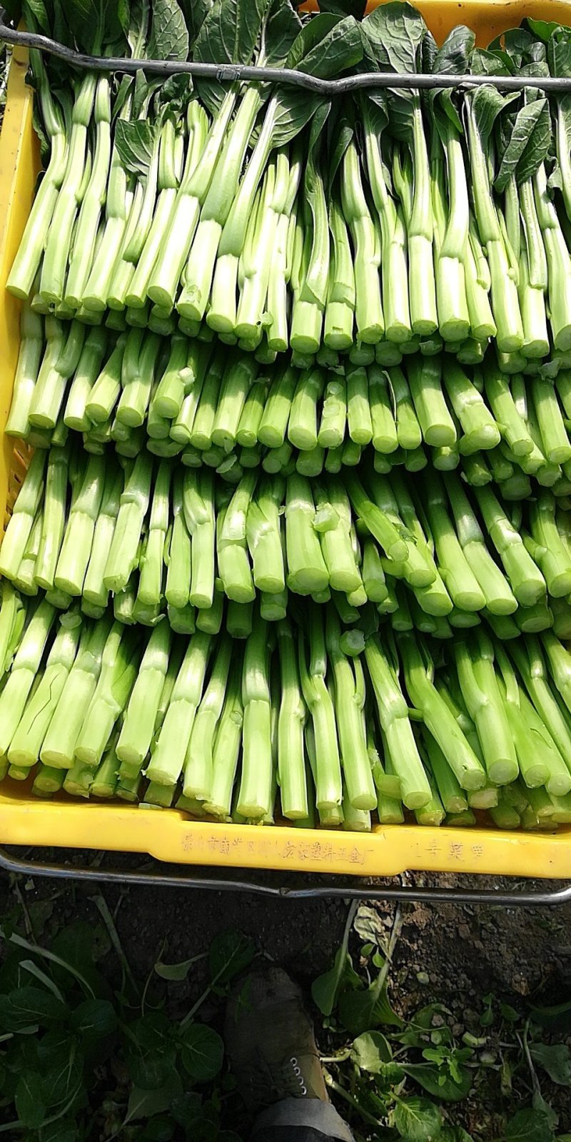 菜心菜苔广东菜心