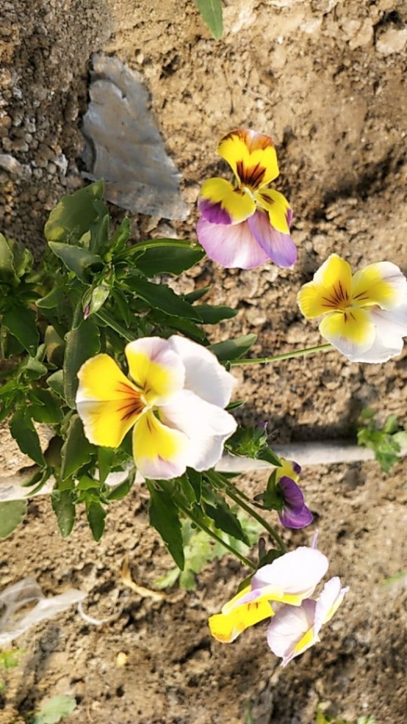 角堇花，三色堇，产地直销，