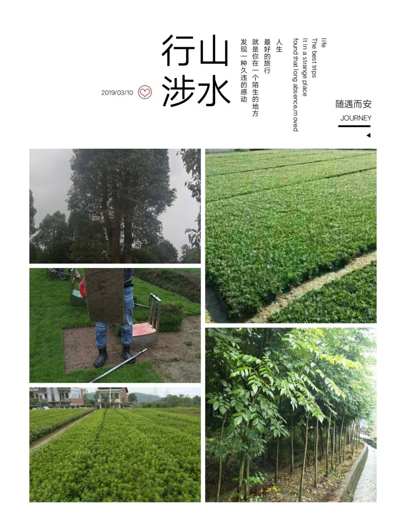我，郴州市苏仙区清江花卉苗木草皮种植专业合作社大量出售各