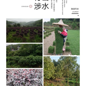 我，郴州市苏仙区清江花卉苗木草皮种植专业合作社大量出售各