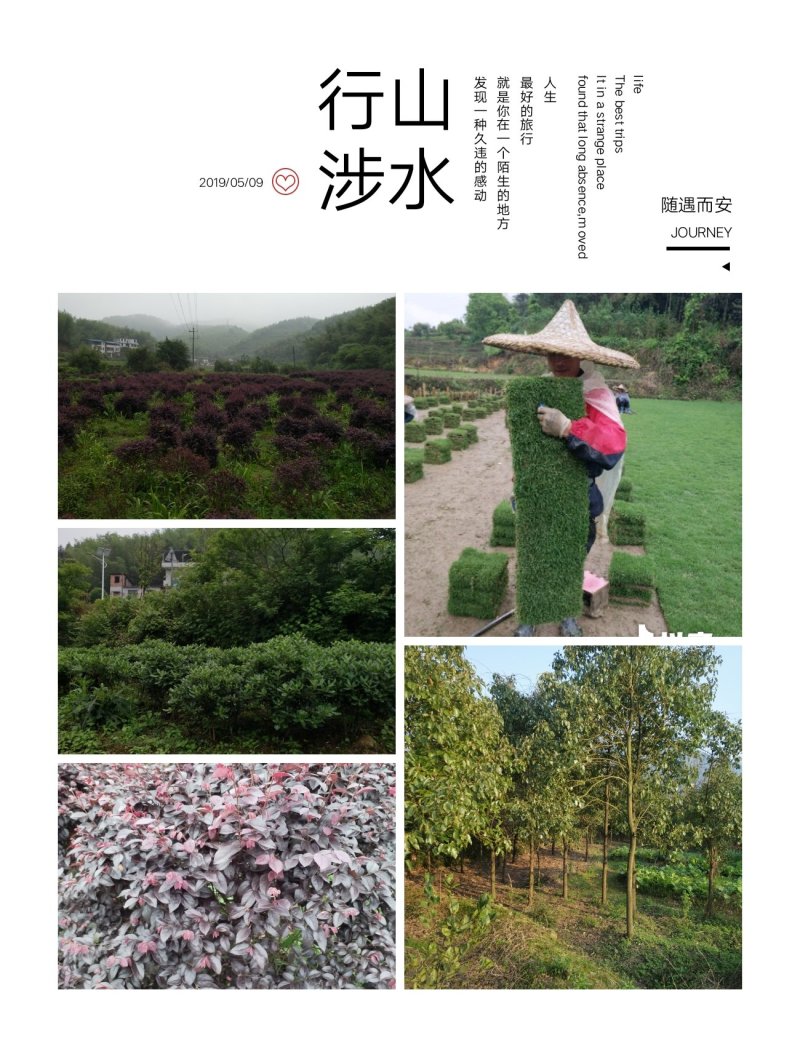 我，郴州市苏仙区清江花卉苗木草皮种植专业合作社大量出售各