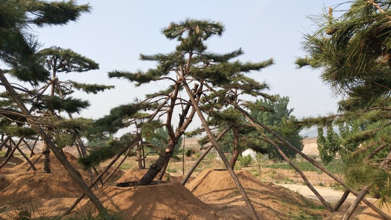 造型松