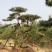 造型松